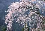 富士山 樱花篇