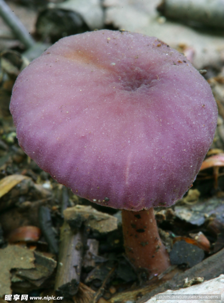 蘑菇