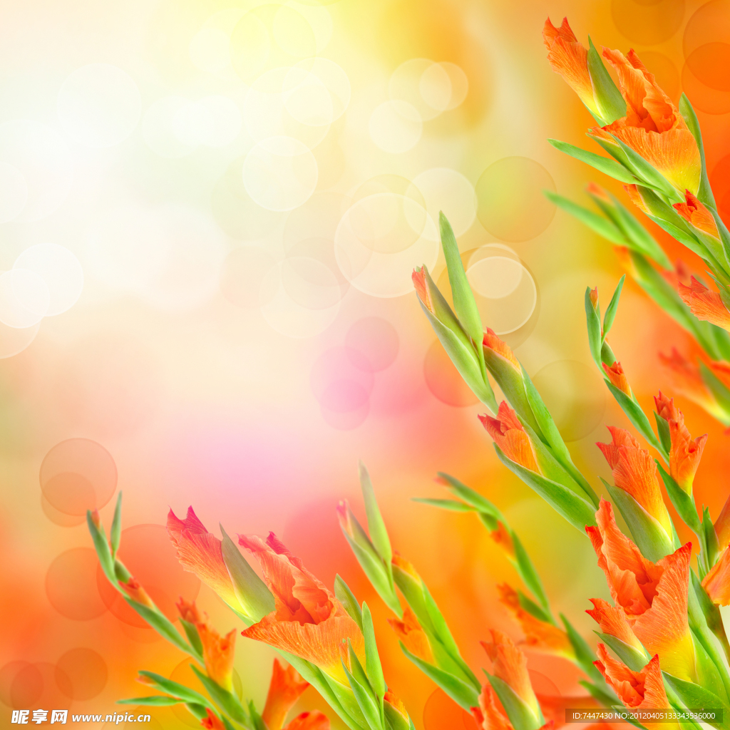 红色鲜花