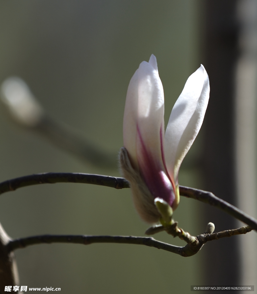 玉兰花