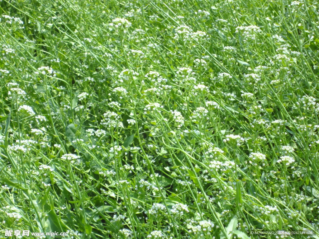 菜苔花