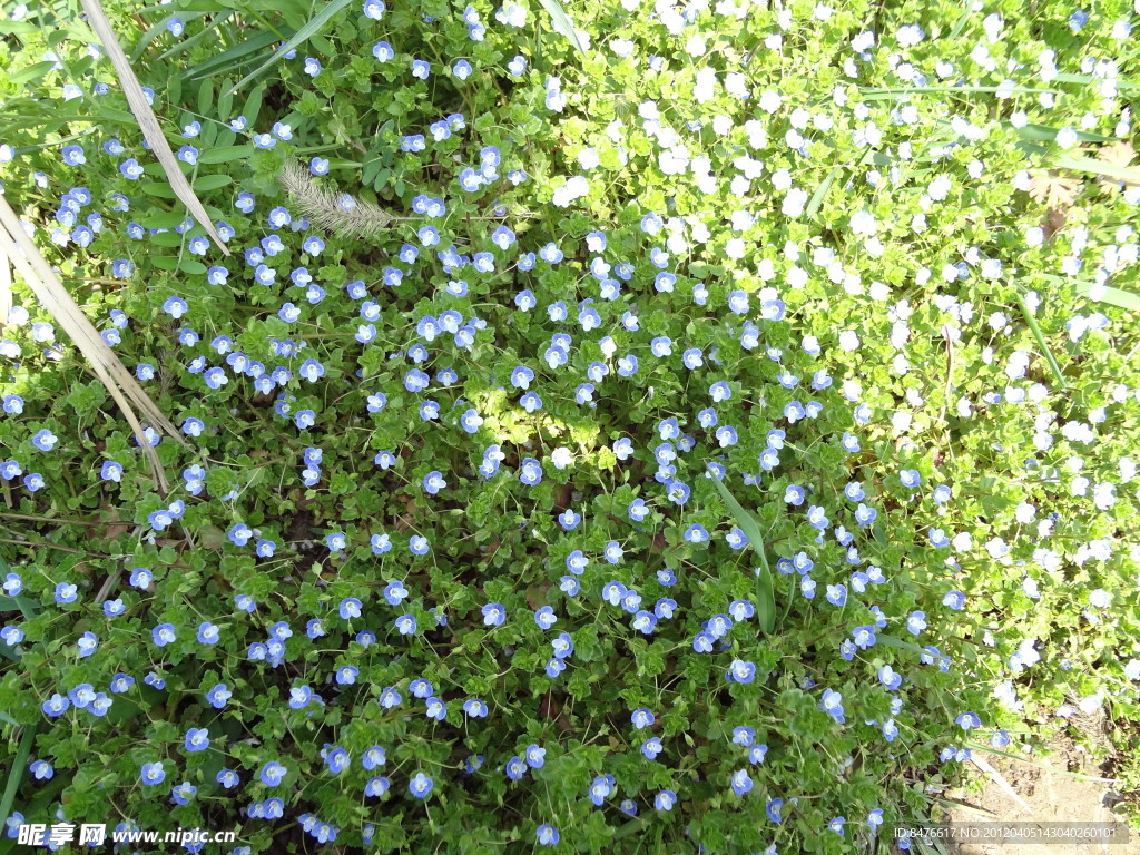 小野花
