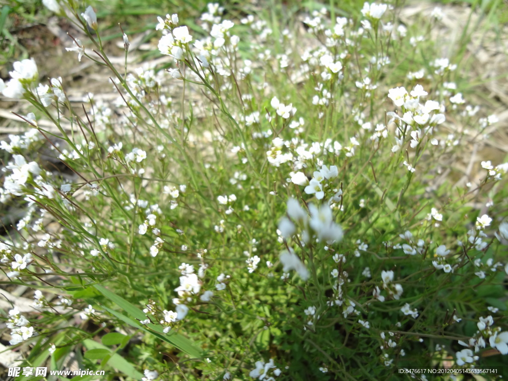 荠菜花