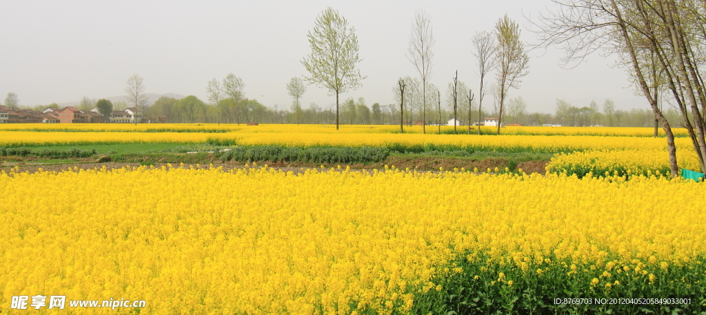 油菜花