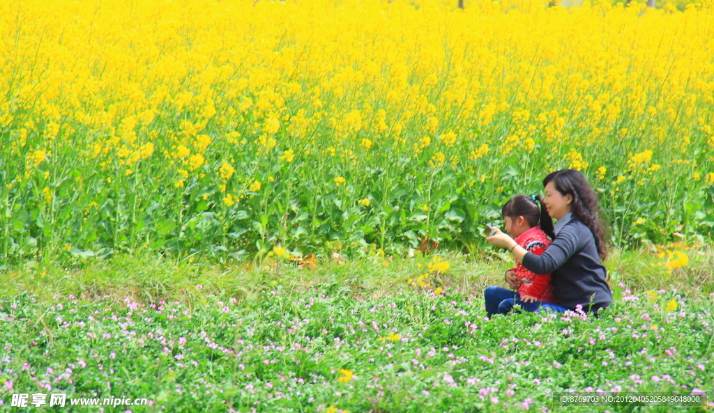 油菜花