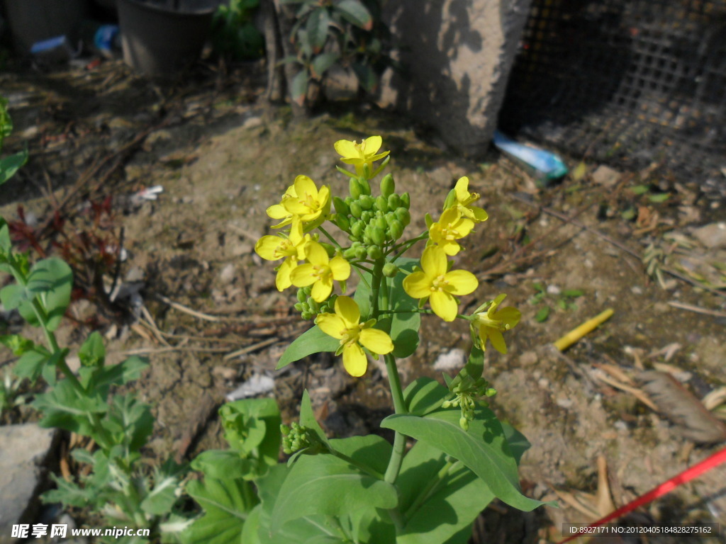油菜花