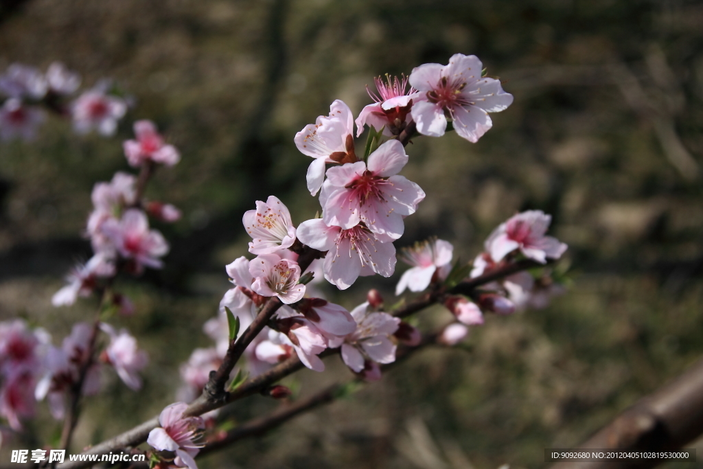 桃花