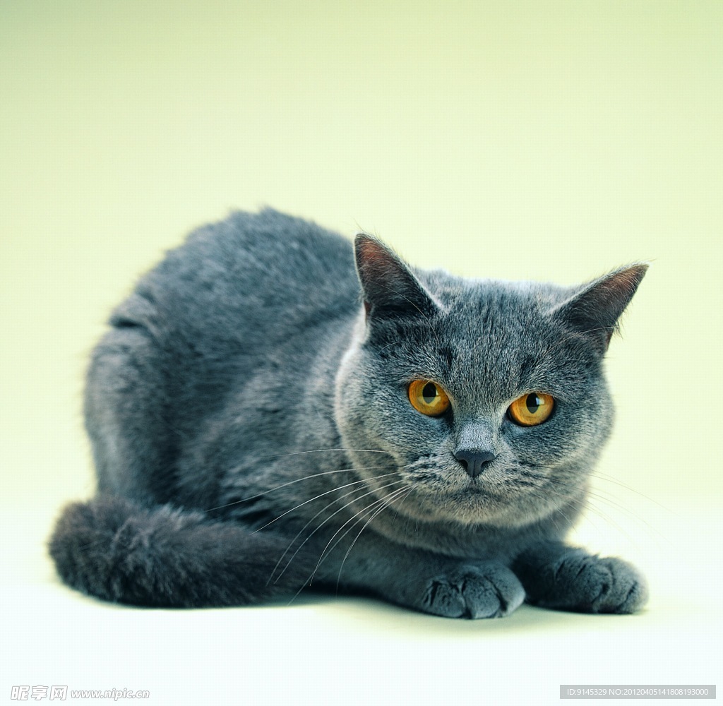 小猫