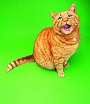 小猫