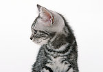 小猫