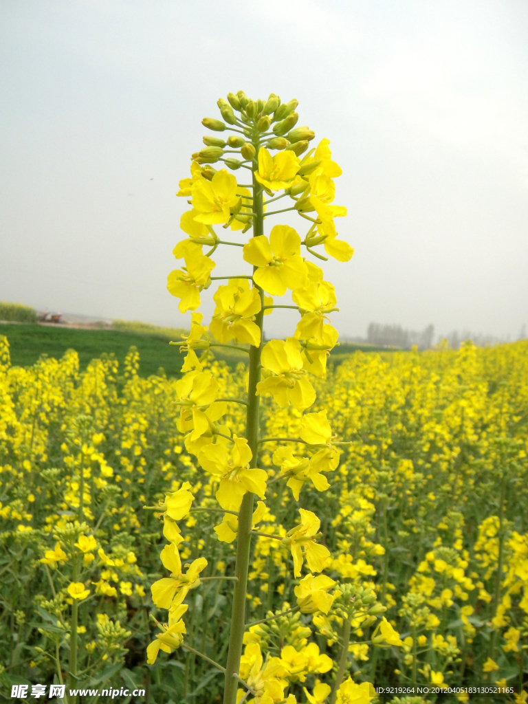 油菜花