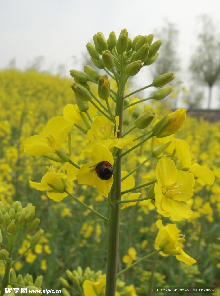 油菜花