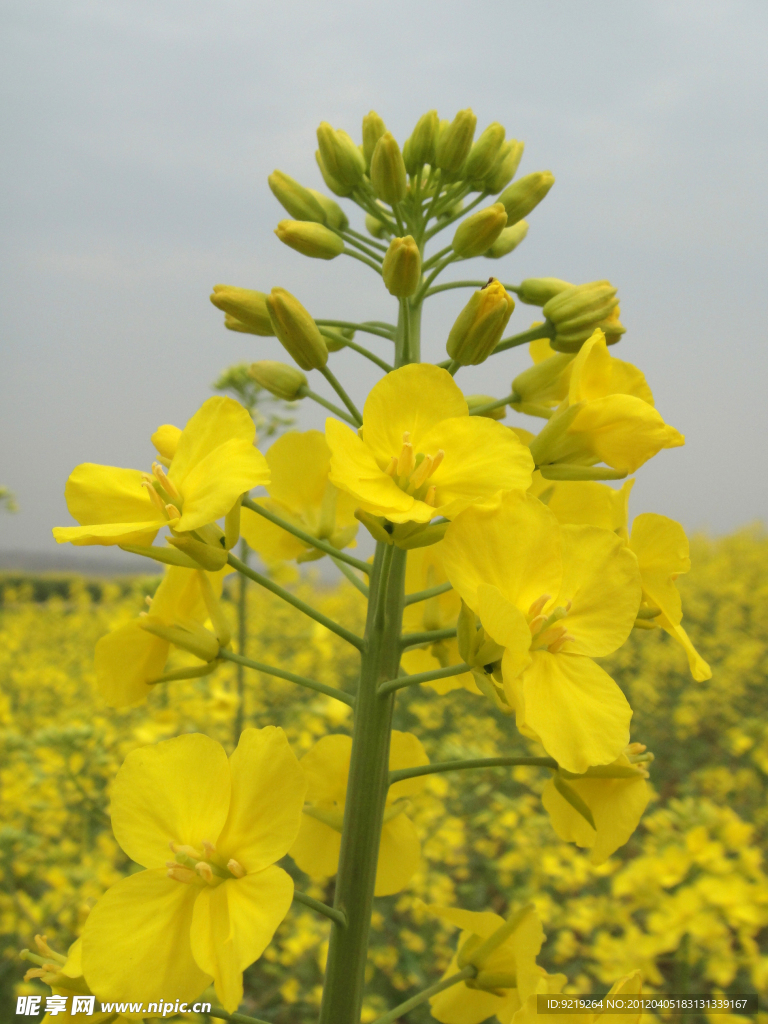 油菜花