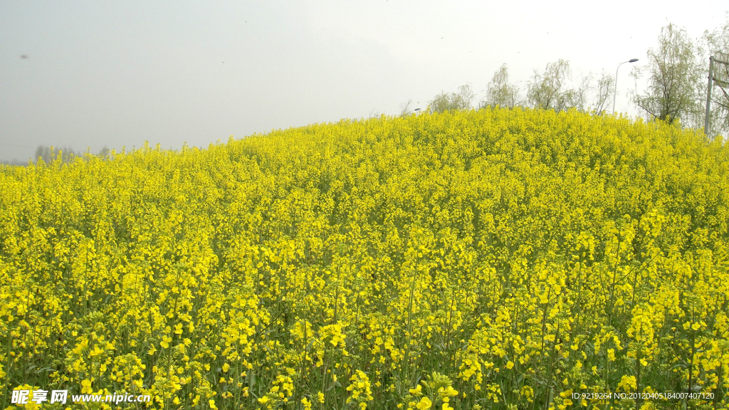 油菜花