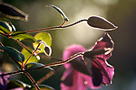 花蕾