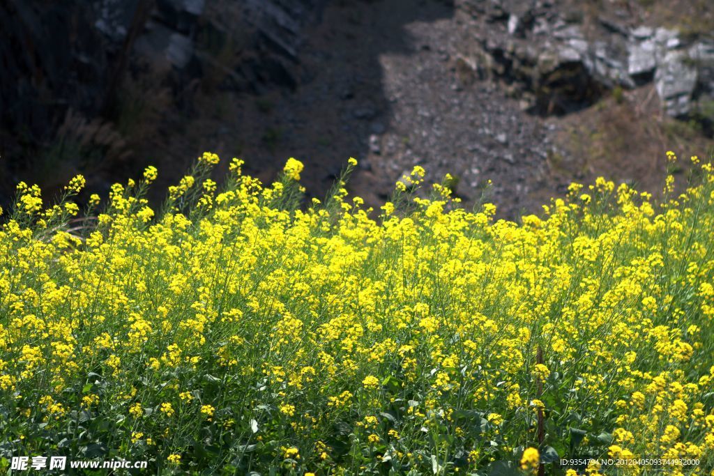 油菜花