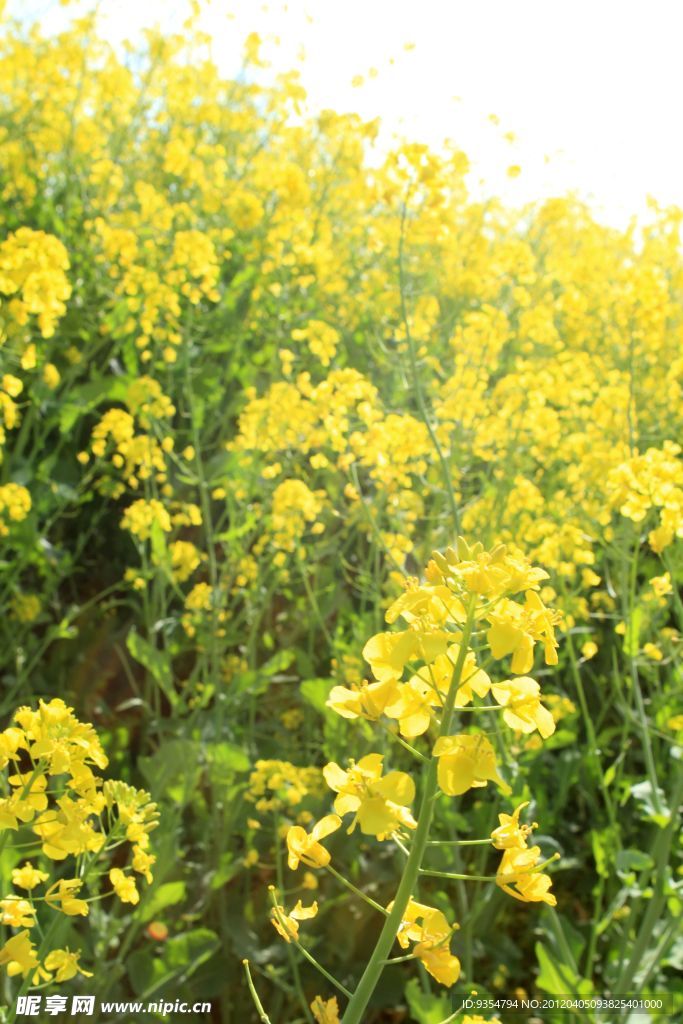 油菜花