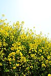 油菜花