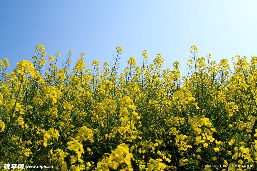 油菜花