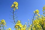 油菜花