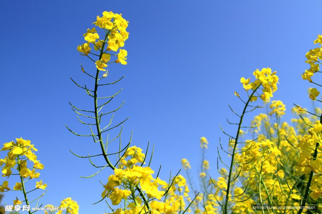 油菜花