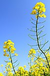 油菜花