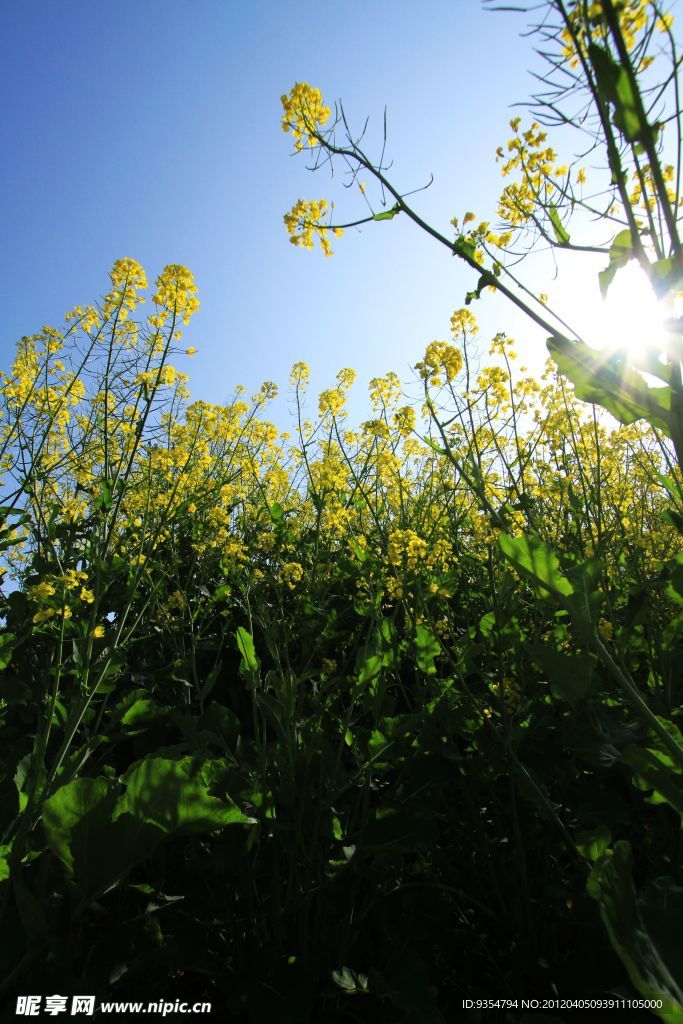 油菜花
