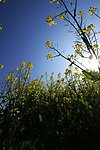 油菜花