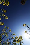 油菜花
