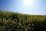 油菜花