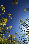 油菜花