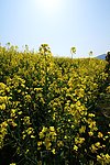 油菜花