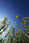 油菜花
