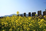 油菜花