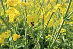 油菜花