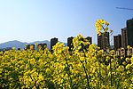 油菜花