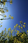 油菜花
