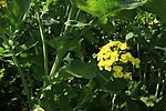 油菜花