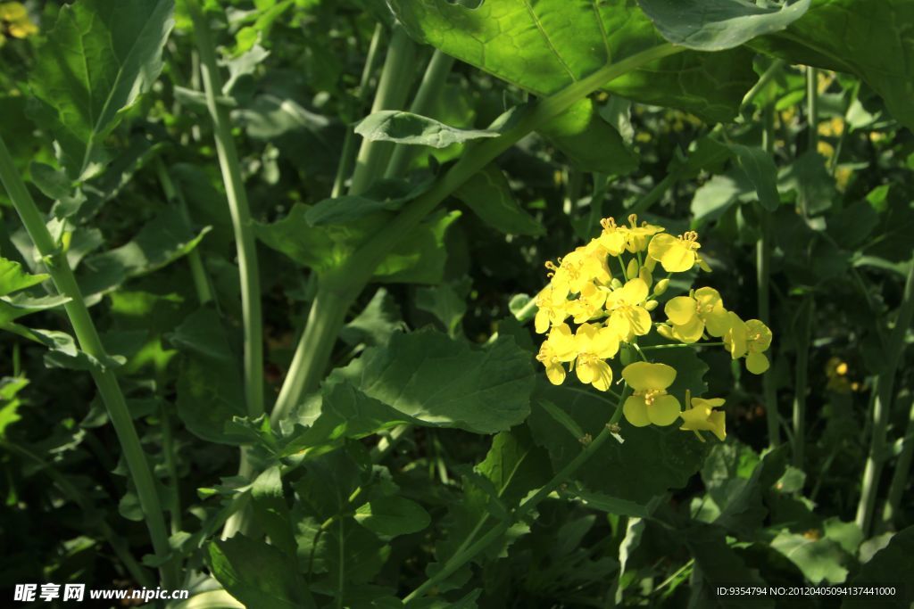 油菜花