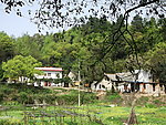 绿树风景