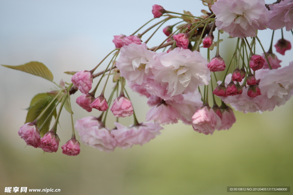 樱花