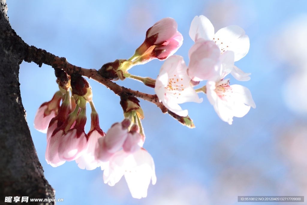 樱花