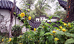 花草院子