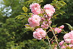樱花特写