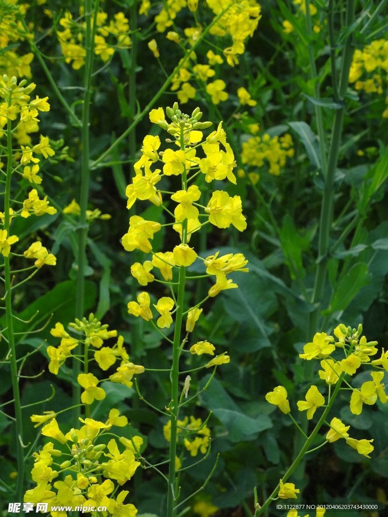 油菜花