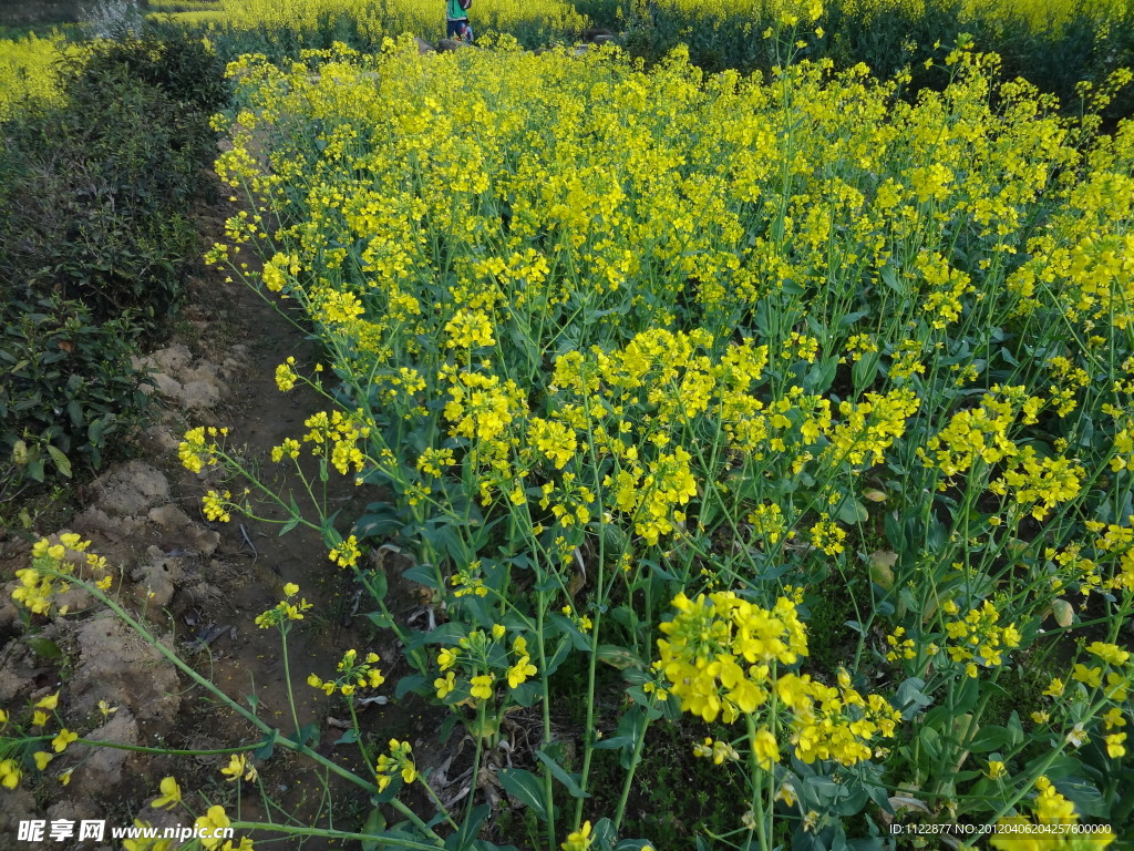 油菜花
