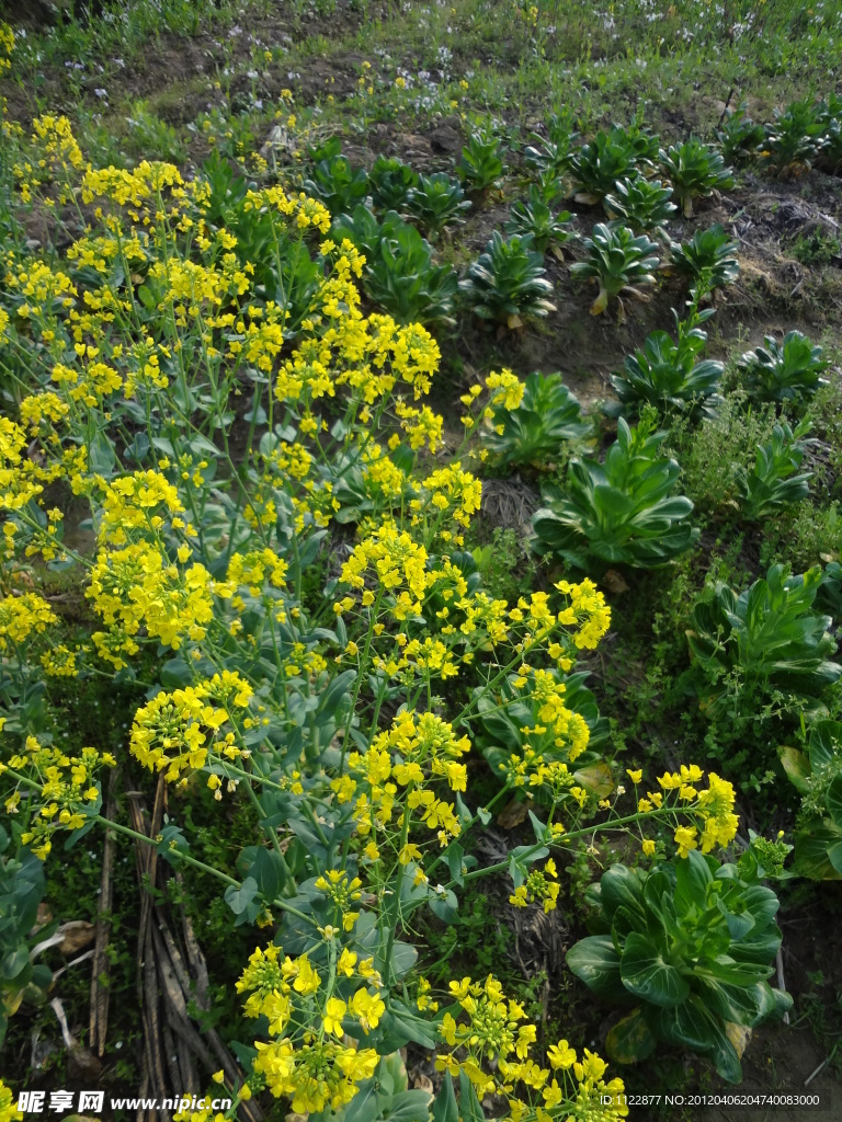 油菜花