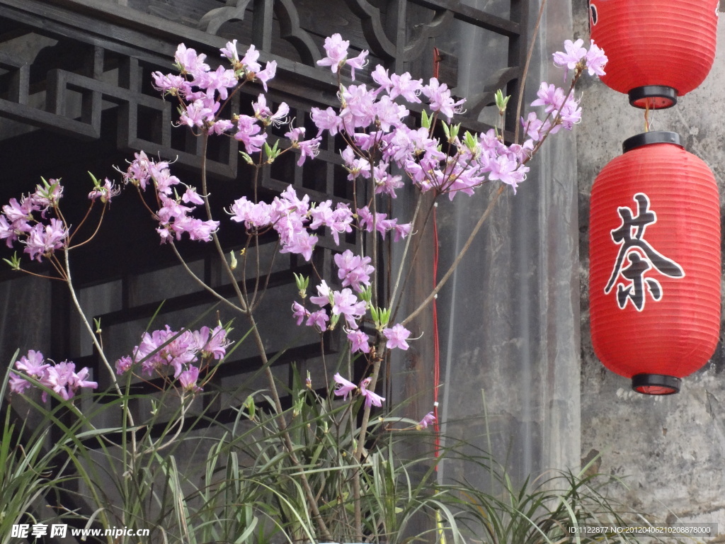 紫色杜鹃花
