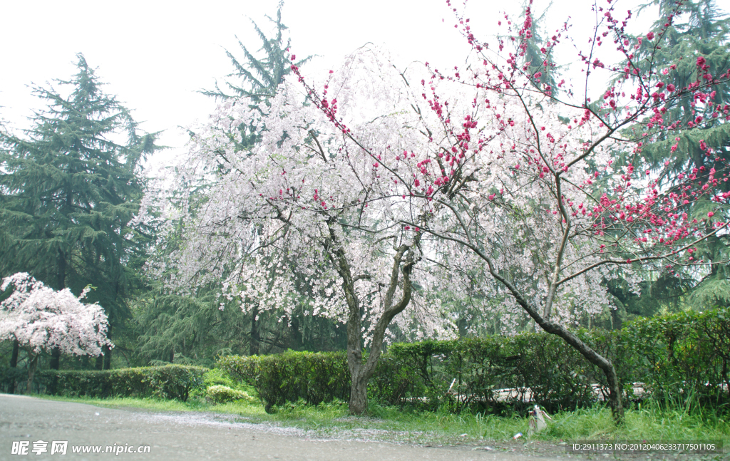 武汉大学樱花