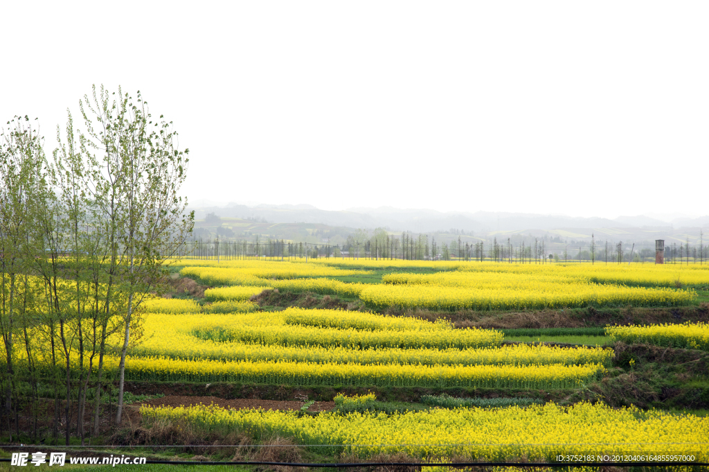 油菜花